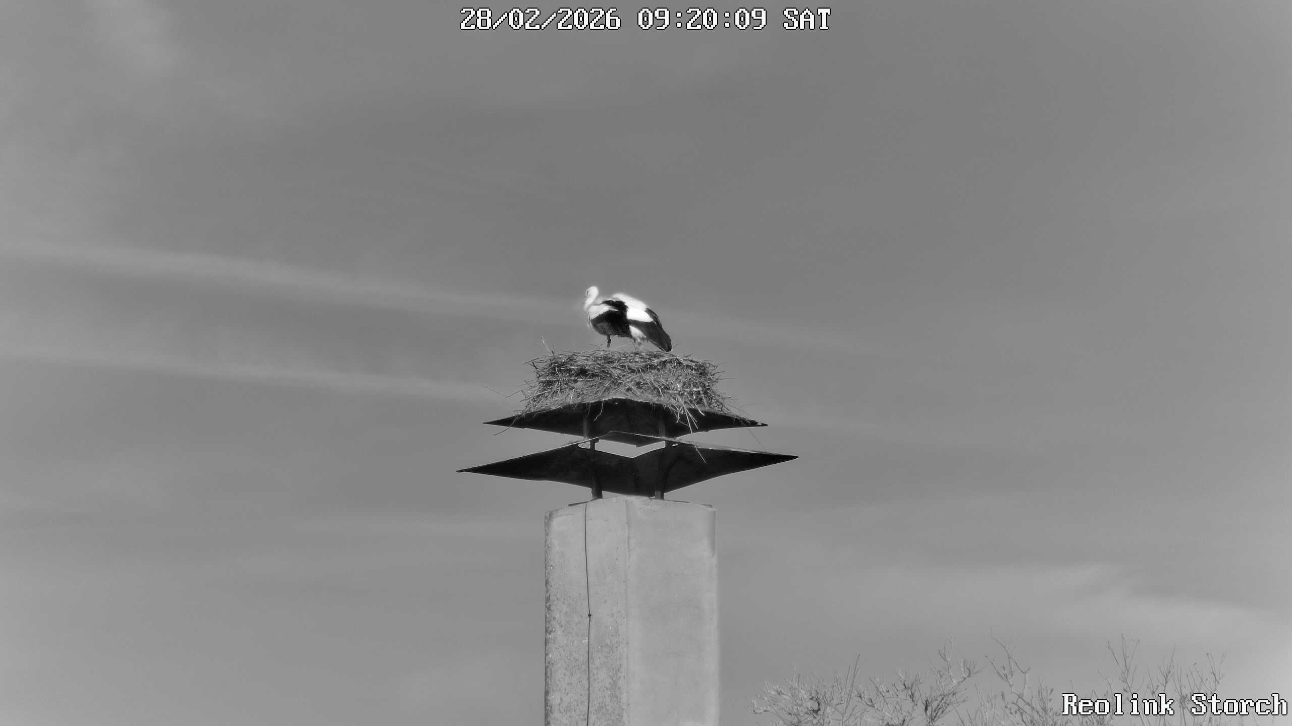 Storchencam Bild